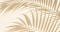 Tropical palm leaf shadows on a tan background Royalty Free Stock Photo