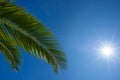 Tropical palm leaf with shining sun