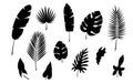 Tropical palm leaf silhouette vector Royalty Free Stock Photo