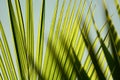 Coconut palm tree leaf against blue sky; backlight