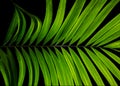 Tropical palm leaves, abstract green nature pattern for wall art