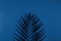 Tropical palm leaves background blue toned