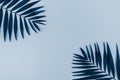 Tropical palm leaves background blue toned