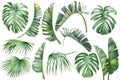 Tropical palm leaves, banana palm, monstera, strelitzia on isolated white background, watercolor botanical illustration Royalty Free Stock Photo