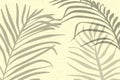 Tropical palm leaves on beige background. Unobtrusive botanical shadow Royalty Free Stock Photo