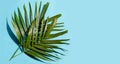 Tropical palm leaves on blue background. Enjoy summer holiday concept Royalty Free Stock Photo