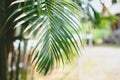 Tropical palm leaves, blurred background.