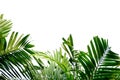 Tropical palm leaves with branches on white isolated background for green foliage backdrop Royalty Free Stock Photo