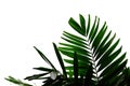 Tropical palm leaves with branches on white isolated background for green foliage backdrop Royalty Free Stock Photo