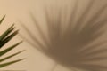 Tropical palm leaves casting shadow on beige background Royalty Free Stock Photo