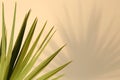 Tropical palm leaves casting shadow on beige background, closeup Royalty Free Stock Photo