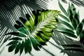 Tropical palm leaves on concrete background with shadow overlay effect. Royalty Free Stock Photo