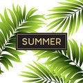 Tropical palm leaves design for text card. Vector illustration