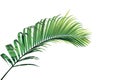 Tropical palm leaves foliage plant, green palm frond isolated on white background with clipping path Royalty Free Stock Photo