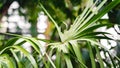Tropical Palm leaves in the garden, Green leaves of tropical forest plant for nature pattern and background Royalty Free Stock Photo