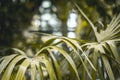 Tropical Palm leaves in the garden, Green leaves of tropical forest plant for nature pattern and background Royalty Free Stock Photo