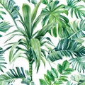 Tropical palm leaves on an isolated background. Watercolor illustration, seamless pattern Royalty Free Stock Photo