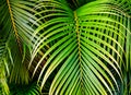 Tropical palm leaves, jungle leaf seamless floral pattern background. Royalty Free Stock Photo
