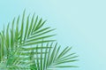 Tropical palm leaves on light blue background. Minimal nature. S