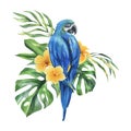 Tropical palm leaves, monstera and flowers of plumeria, bright juicy with blue-yellow macaw parrot. Hand drawn Royalty Free Stock Photo