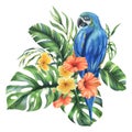 Tropical palm leaves, monstera and flowers of plumeria, hibiscus, bright juicy with blue-yellow macaw parrot. Hand drawn Royalty Free Stock Photo