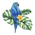 Tropical palm leaves, monstera and flowers of plumeria, hibiscus, bright juicy with blue-yellow macaw parrot. Hand drawn Royalty Free Stock Photo