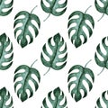 Tropical palm leaves monstera, jungle leaf seamless vector floral pattern background Royalty Free Stock Photo