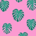 Tropical palm leaves. Monstera leaves on millenial pink background. Exotic pattern