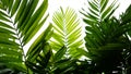 Tropical palm leaves nature pattern, evergreen plant on white background