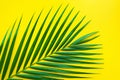 Tropical palm leaves on pastel color background.Jungle leaf Royalty Free Stock Photo