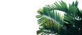 Tropical palm leaves pattern ornamental garden plant bush nature frame layout on white background for banner and cover page,