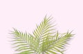 Tropical palm leaves on pink background. Minimal nature. Summer