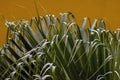 Tropical palm leaves with rain droplets for natural background