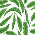 Tropical palm leaves seamless pattern, jungle banana Royalty Free Stock Photo
