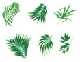 Tropical palm leaves set on white background