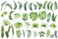 Tropical palm leaves set on white background. Watercolor hand-painted, summer clipart