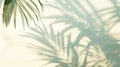 Tropical palm leaves shadow on beige background. Exotic foliage backdrop. Royalty Free Stock Photo