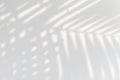 Tropical palm leaves shadow on a white wall Royalty Free Stock Photo
