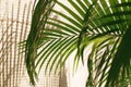 Tropical Palm leaves with shadows on woven bamboo mat wall abstract blurred tropical summer background Royalty Free Stock Photo