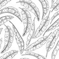 Tropical palm leaves sketch seamless pattern, jungle banana Royalty Free Stock Photo