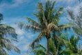 Tropical palm leaves on sky vibrant banner. Tropical paradise idyllic background. Coco palms with beautiful leaves. Palm