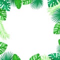 Tropical palm leaves vector square frame. White background with place for text. Jungle summer cartoon illustration.