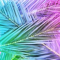 Tropical palm leaves in vibrant gradient neon colors.