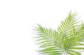 Tropical palm leaves on white background. Minimal nature. Summer