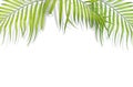 Tropical palm leaves on white background. Minimal nature. Summer