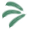 Tropical Palm Leaves. Vector illustration.