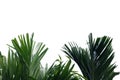 Tropical palm leaves on white isolated background with copy space for background backdrop Royalty Free Stock Photo