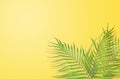 Tropical palm leaves on yellow background. Minimal nature. Summer Styled. Flat lay. Image is approximately 5500 x 3600 pixels i