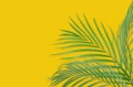 Tropical palm leaves on yellow background. Minimal nature. Summer Styled. Flat lay. Image is approximately 5500 x 3600 pixels i