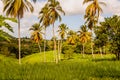 Tropical palm plantation with green grass